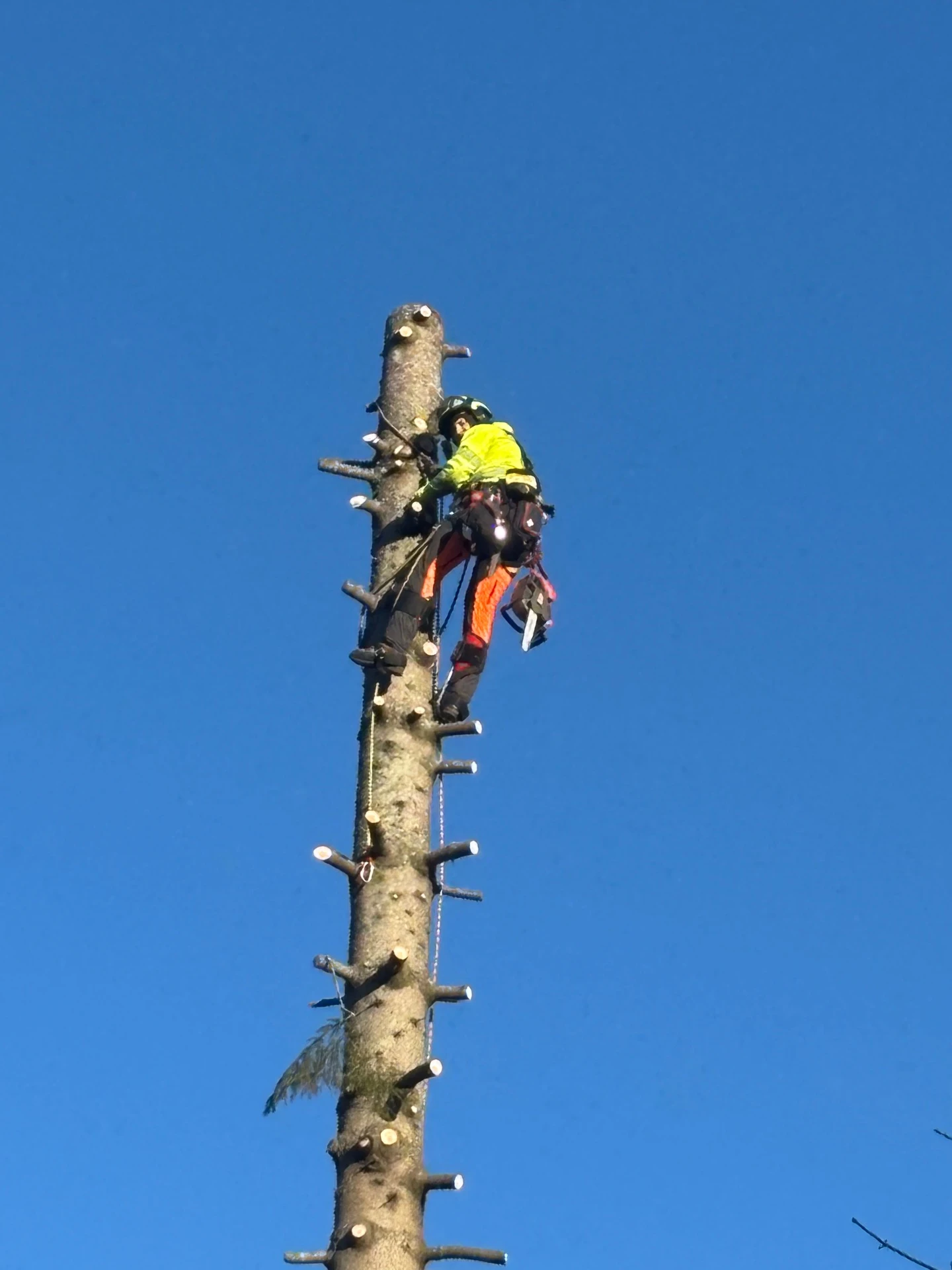 Trädproffsen i väst