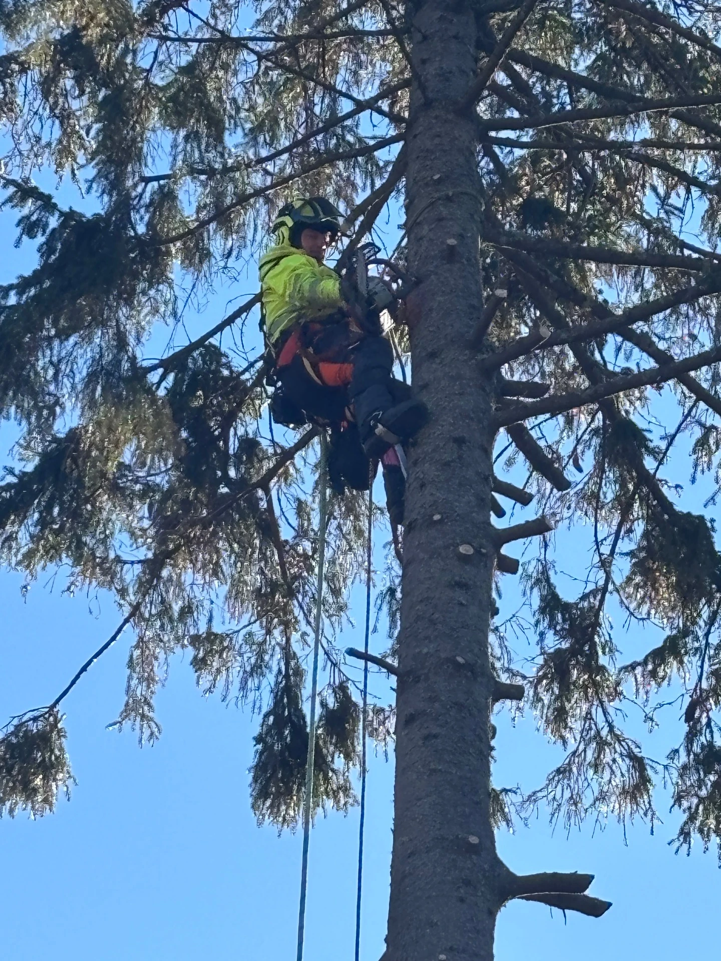Trädproffsen i väst