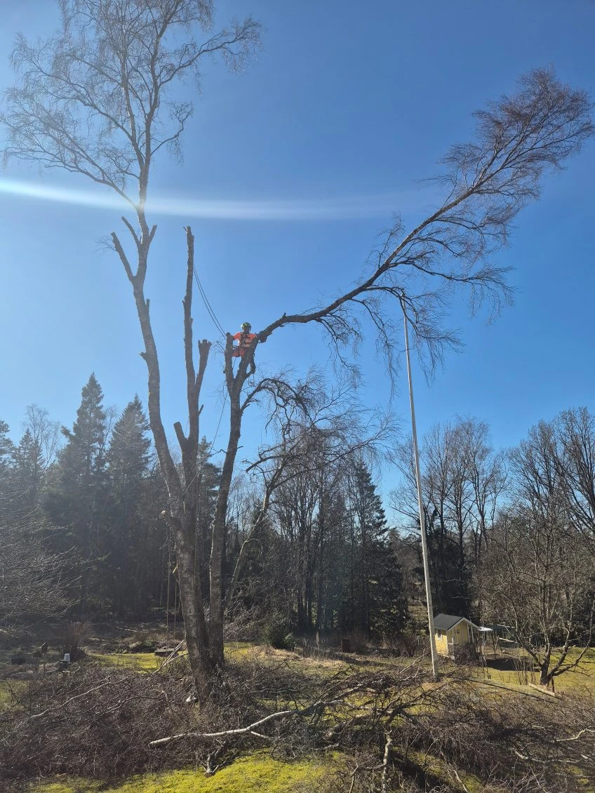 Trädproffsen i väst