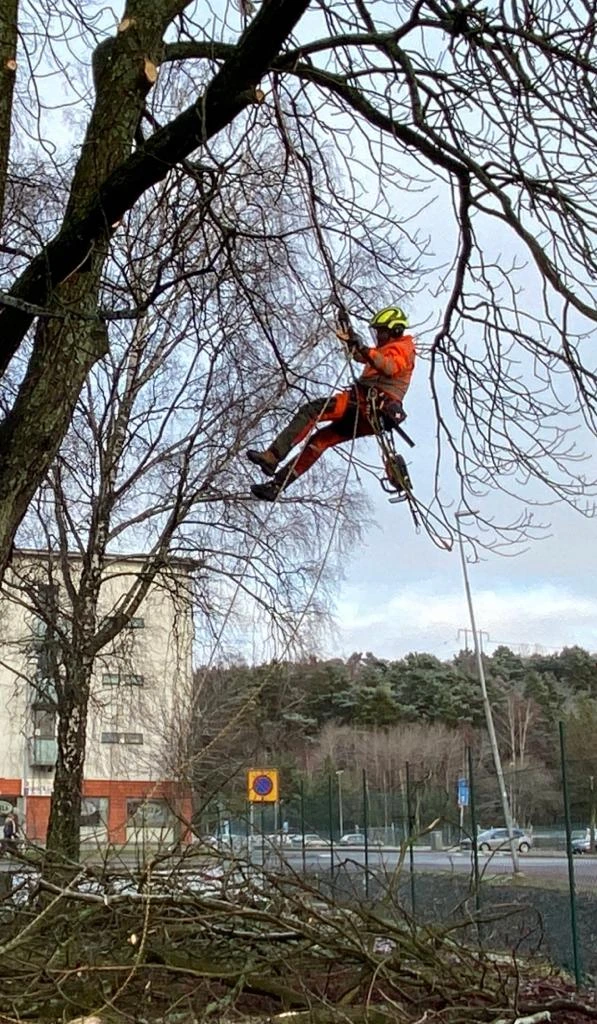 Trädproffsen i väst
