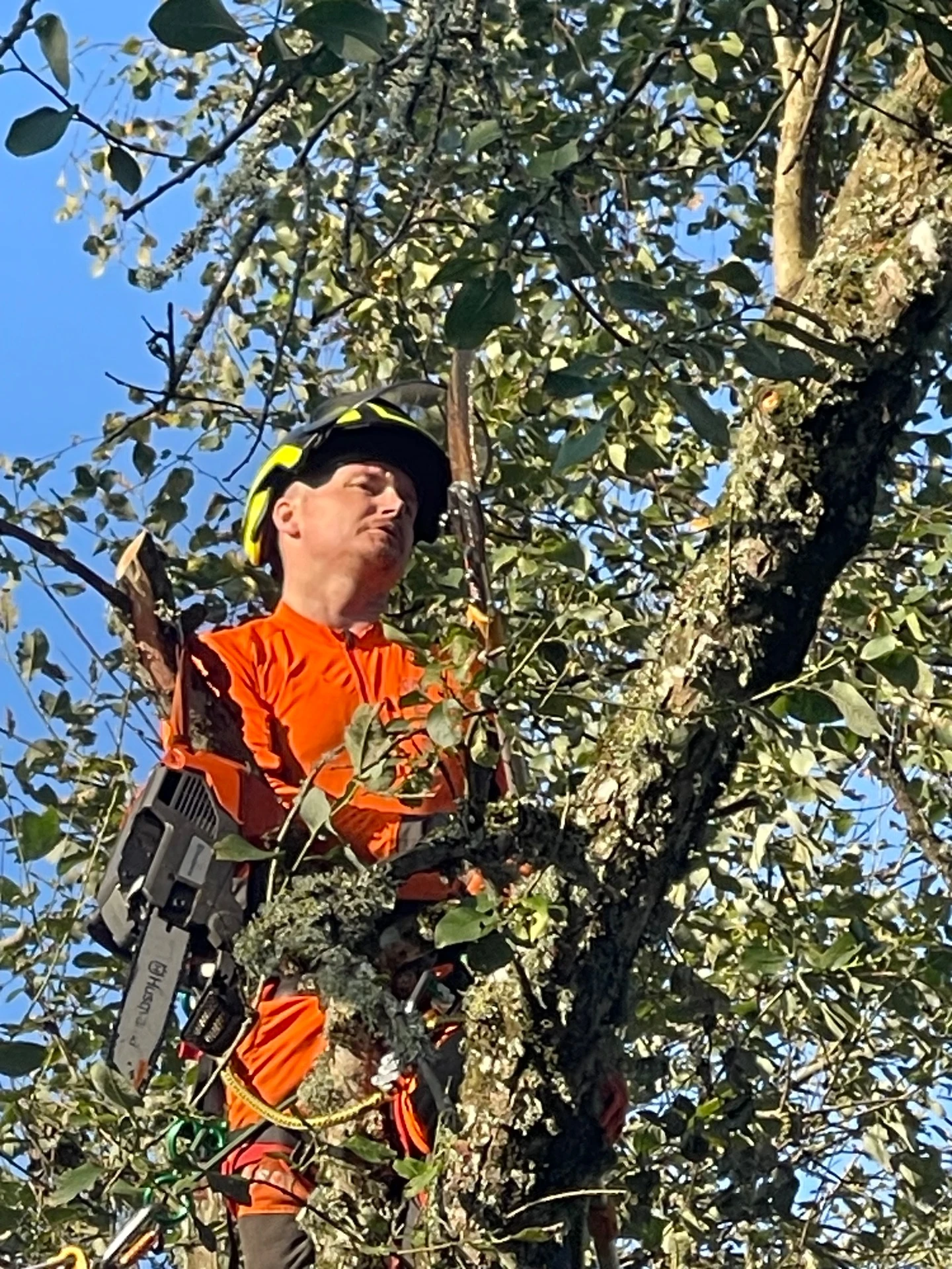Trädproffsen i väst