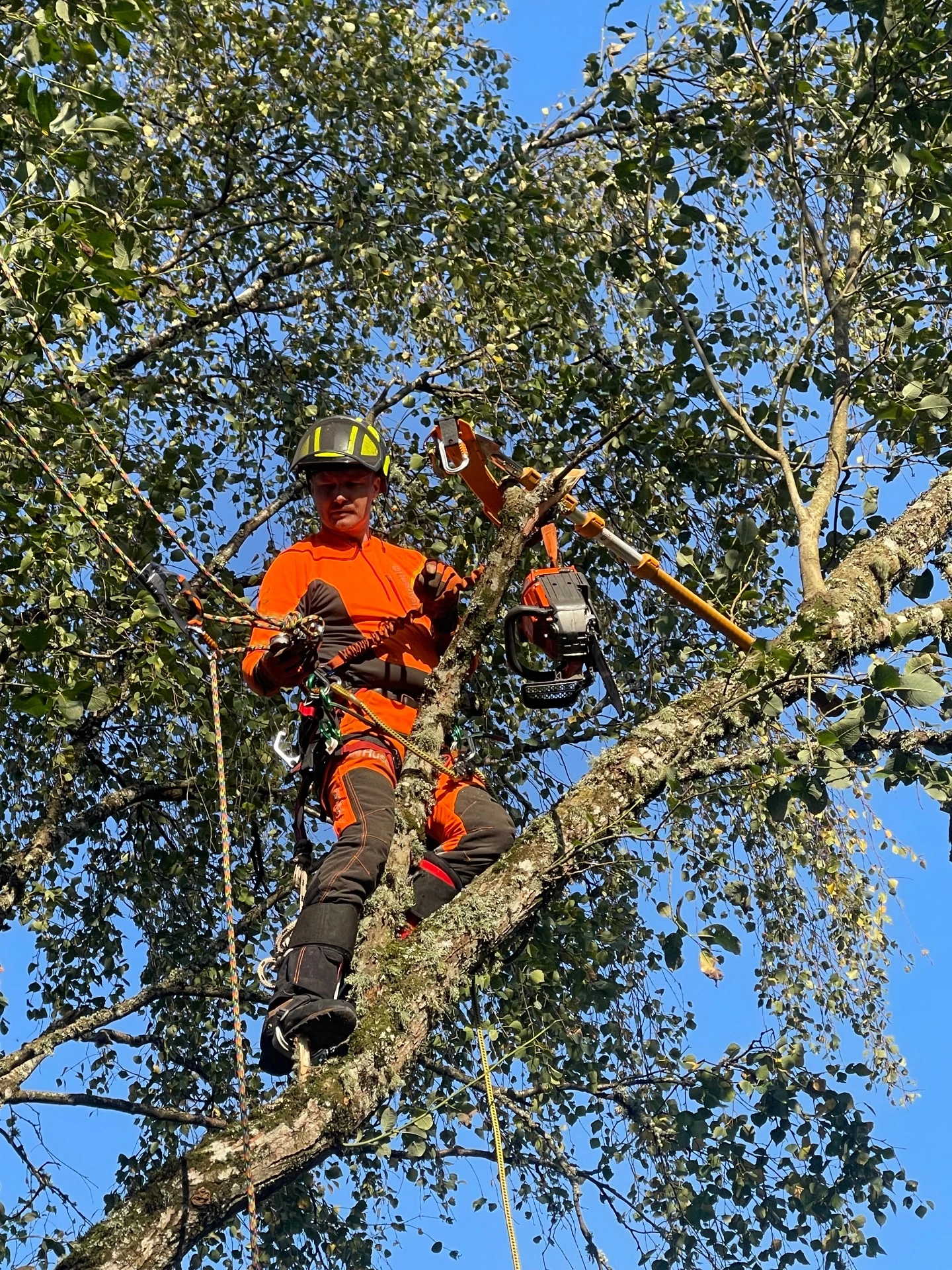 Trädproffsen i väst