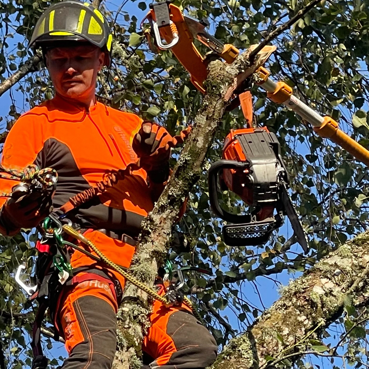 Trädproffsen i väst